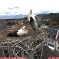 12_50-nest.jpg