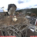 12_55-nest.jpg