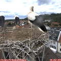 13_00-nest.jpg