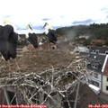 13_05-nest.jpg