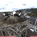 13_10-nest.jpg