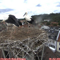 13_15-nest.jpg