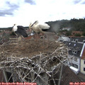 13_20-nest.jpg