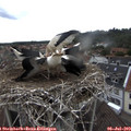 13_25-nest.jpg