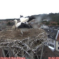 13_30-nest.jpg