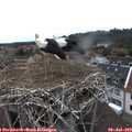13_35-nest.jpg