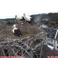 13_40-nest.jpg