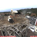 13_45-nest.jpg