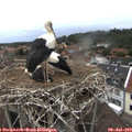 13_50-nest.jpg