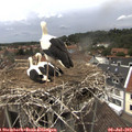 13_55-nest.jpg