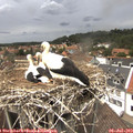 14_00-nest.jpg