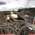 14_05-nest.jpg