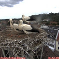 14_10-nest.jpg