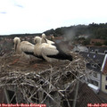 14_15-nest.jpg