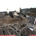 14_20-nest.jpg