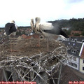 14_25-nest.jpg