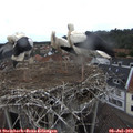 14_30-nest.jpg