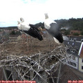 14_35-nest.jpg