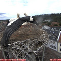 14_40-nest.jpg