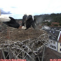 14_45-nest.jpg