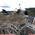 14_50-nest.jpg