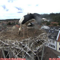14_55-nest.jpg