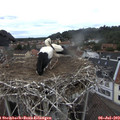 15_00-nest.jpg