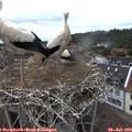 15_05-nest.jpg