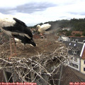15_10-nest.jpg