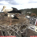 15_15-nest.jpg