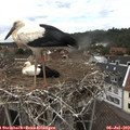 15_20-nest.jpg