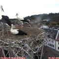 15_25-nest.jpg