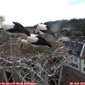15_30-nest.jpg