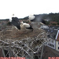 15_35-nest.jpg