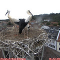 15_40-nest.jpg
