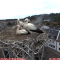 15_50-nest.jpg