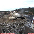 15_55-nest.jpg