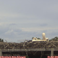 16_00-mast.jpg