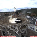 16_05-nest.jpg