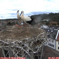 16_10-nest.jpg