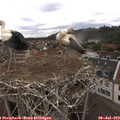 16_15-nest.jpg
