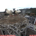 16_20-nest.jpg