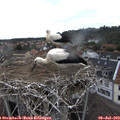 16_30-nest.jpg