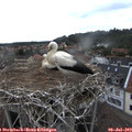 16_35-nest.jpg