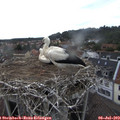 16_40-nest.jpg