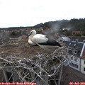 16_45-nest.jpg