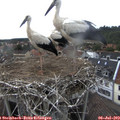 16_50-nest.jpg