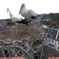16_55-nest.jpg