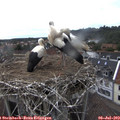 17_00-nest.jpg