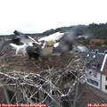 17_05-nest.jpg